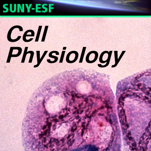 Cell Physiology - Podcasts of Student Papers - Audio - Readings of Student Papers